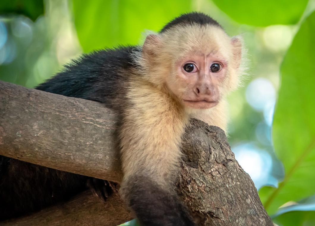  p>巴拿马卷尾猴(学名: i>cebus imitator /i>):是卷尾猴科,卷尾猴属