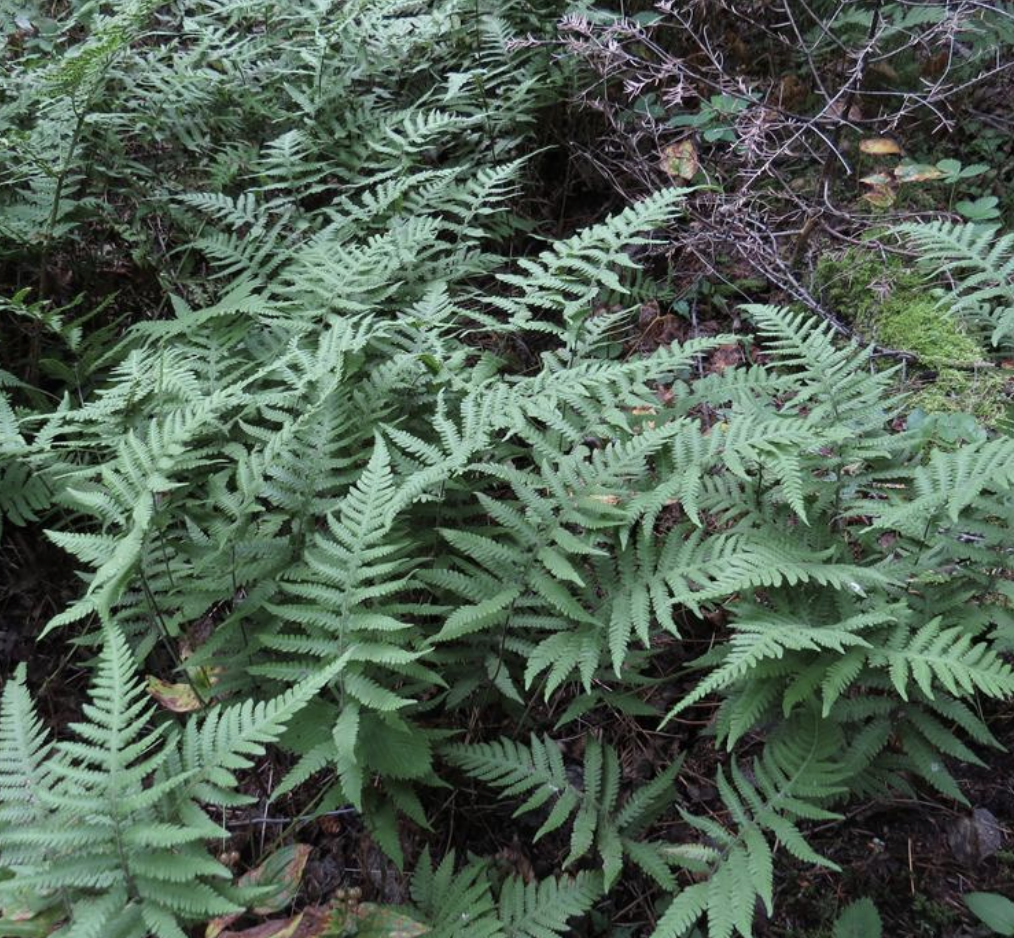  p>卵果蕨(学名: i>phegopteris connectilis /i> (michx.