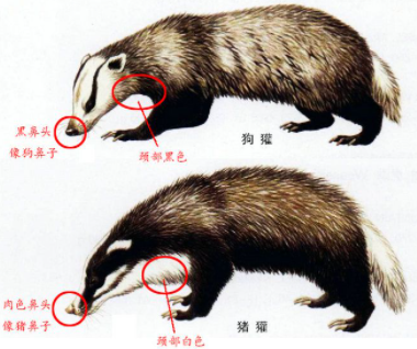 鲁迅笔下的猹原来是它，个头不大，脾气不小_百科TA说