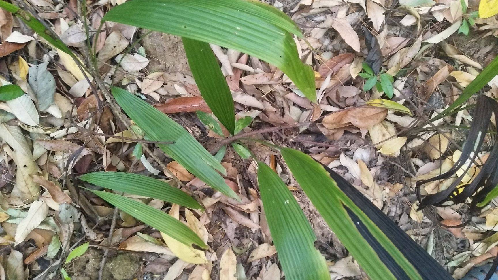 仙茅