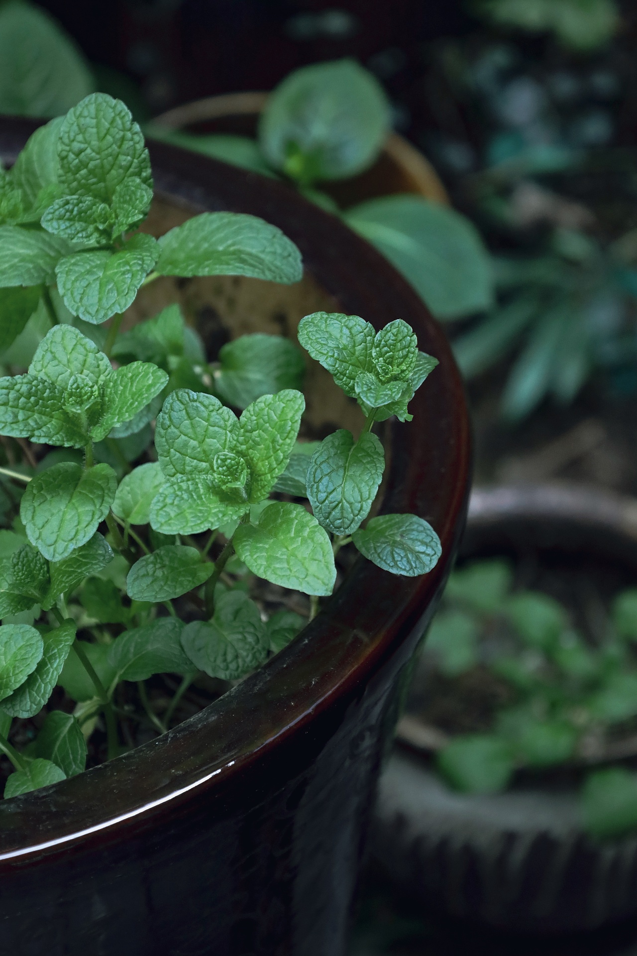 是唇形科薄荷属多年生草本本植物.