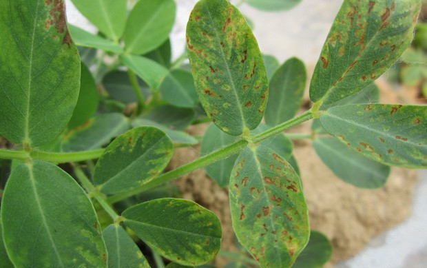  p>花生条纹病毒病又叫花生轻斑驳病毒病,是由花生条纹病毒引起的