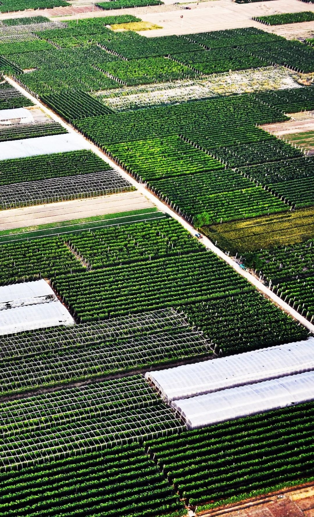 data-lemmaid="1932950">三大平原 /a>之一,中国人口最