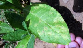 烟草霜霉病