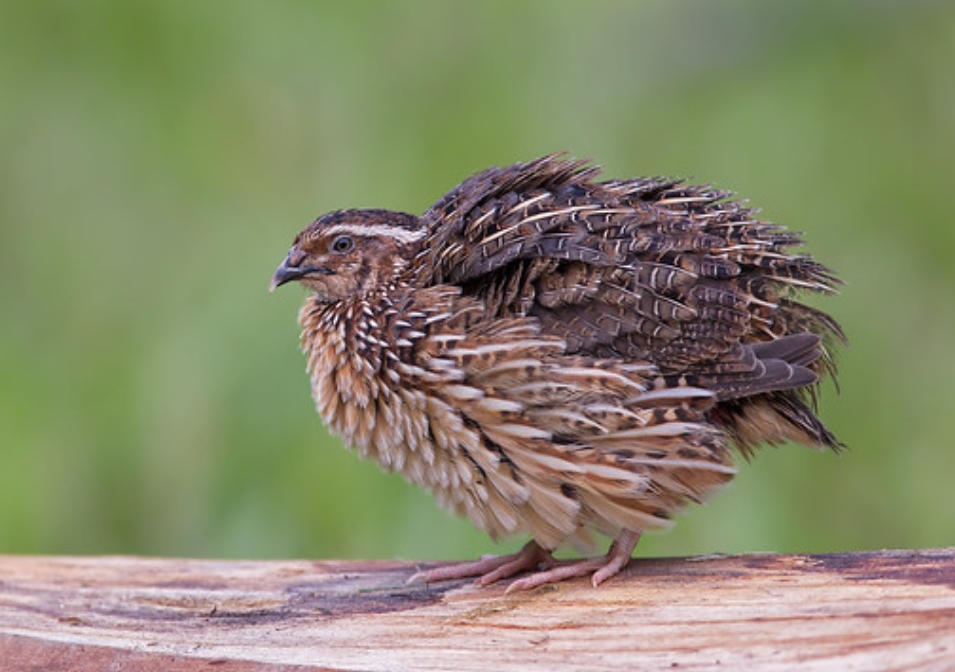  p>鹌鹑(学名: i>coturnix japonica /i>):雉科,鹌鹑属鹑类,体长14-20