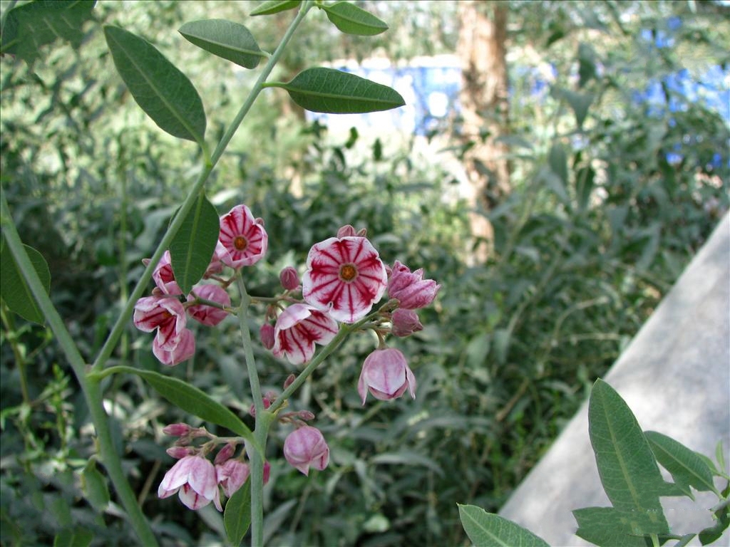  p>白麻(学名: i>apocynum pictum  /i>schrenk)是夹竹桃科,白麻属