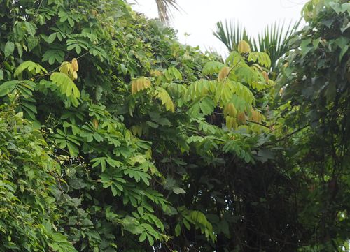  p data-id="go05x86fqz">厚果崖豆藤(学名: i>millettia pachycarpa 