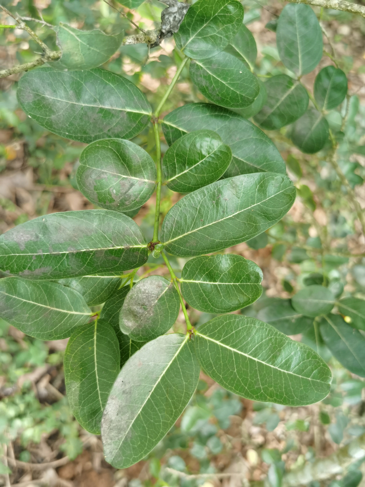 赪桐（唇形科大青属植物）_百度百科