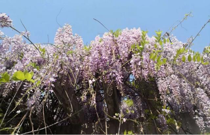 葛花 千杯不醉葛花汤 百科ta说