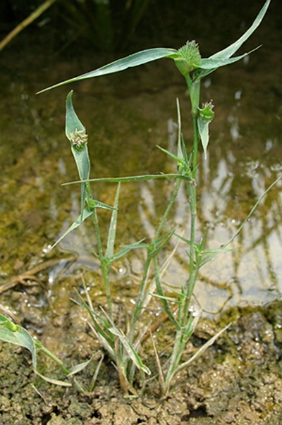 隐花草属一年生 a href="#" data-lemmaid="541696">草本 /a>植物