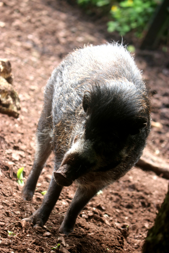  p>米沙鄢野猪(学名: i>sus cebifrons /i>):头体长约100厘米;雌性