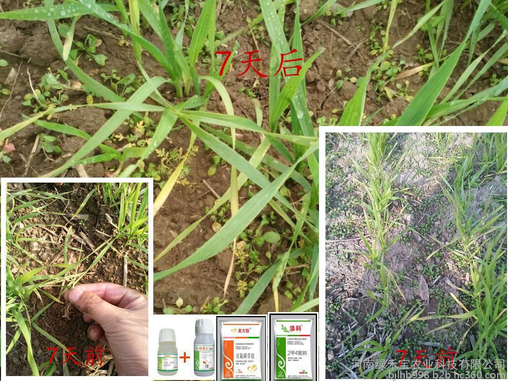 雀麦属植物,具根状茎, a target="_blank" href="/item/丛生禾草