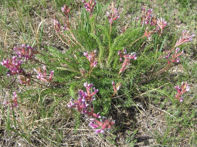  p>棘豆属(学名:oxytropis dc)是 a target="_blank" href="/item