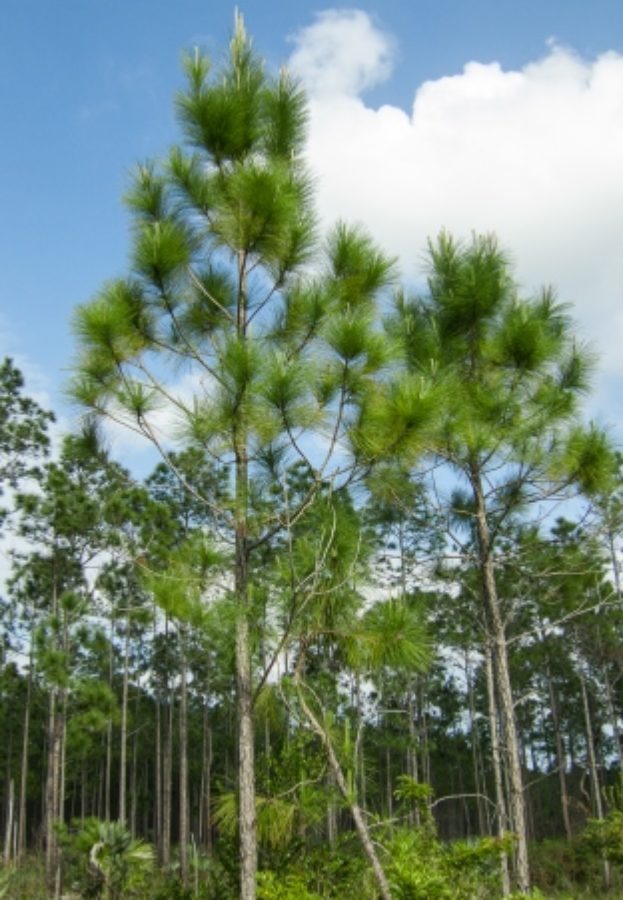 巴哈马加勒比松vi114