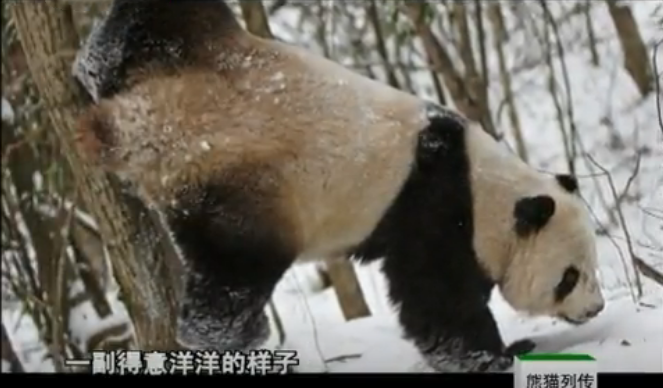 出生于秦岭,是 a target="_blank" href="/item/大熊猫娇娇/63075176"