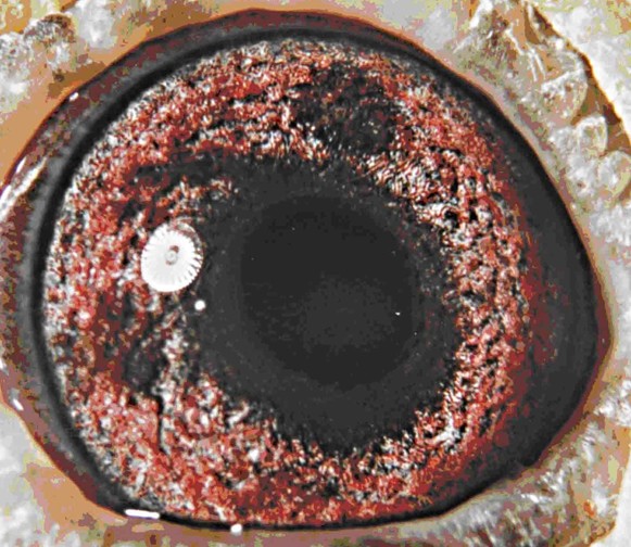 是信鸽的眼睛最外层的一种砂型.