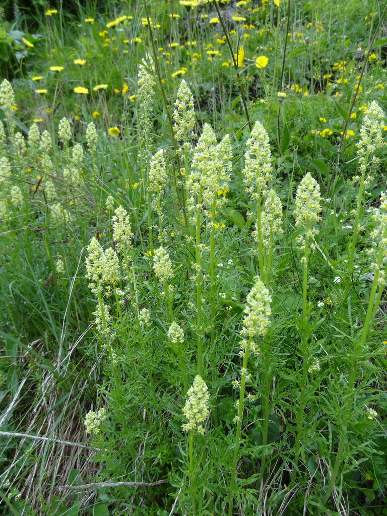 yellow upright mignonette