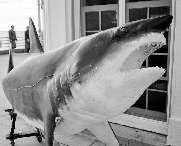 大白鲨
