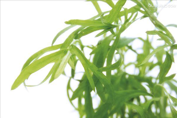 p>龙蒿(学名: i>artemisia dracunculus /i> l.)是菊科蒿属植物.