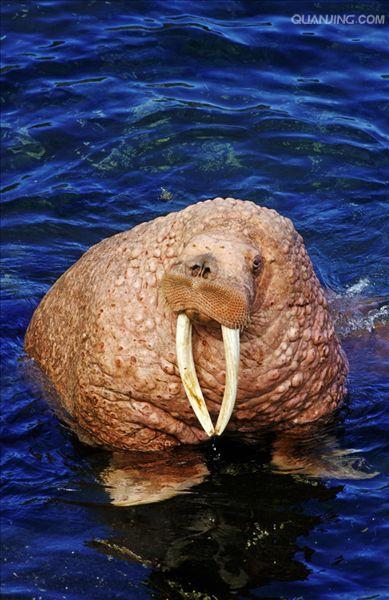 data-lemmaid="2081681">海象科 /a>海象属的一种动物