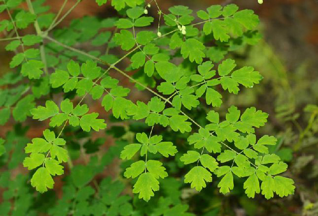 thalictrum glandulosissimum
