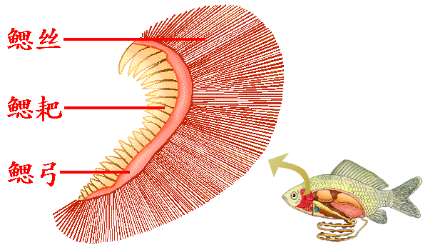  p>鳃耙是 a href="#" data-lemmaid="7626689">硬骨鱼类 /a>的每1个 