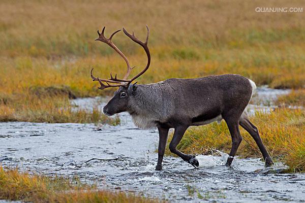  p>水牛(学名:bubalus bubalus,英文名称:asian buffalo)也叫印度水牛