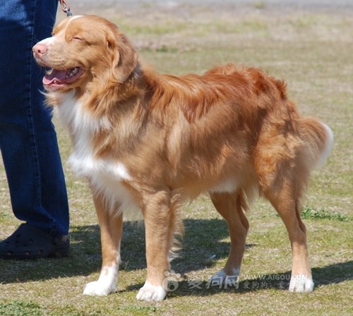 新斯科舍猎鸭寻猎犬