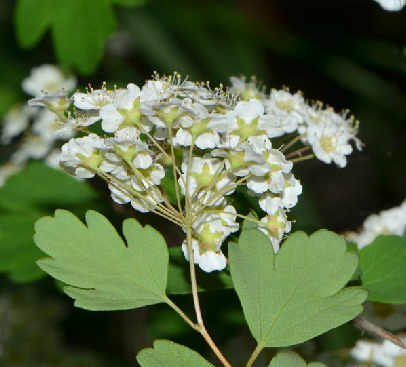  p>三裂绣线菊(学名: i>spiraea trilobata /i> l.