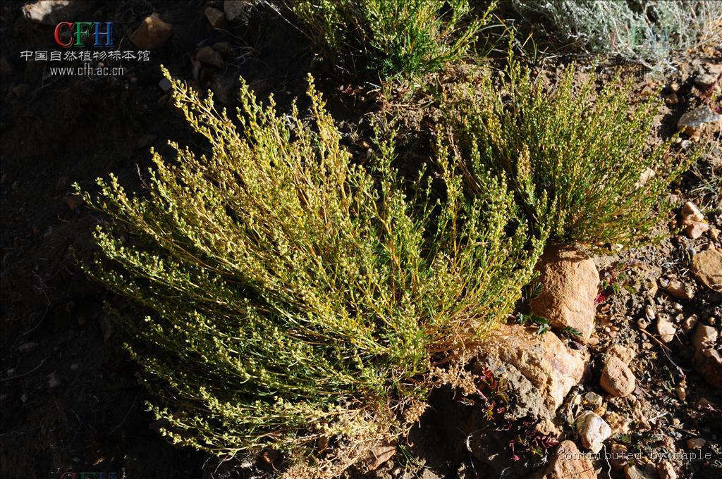  p> b>沙蒿 /b>(学名: i> i>artemisia desertorum /i>  /i>spreng.