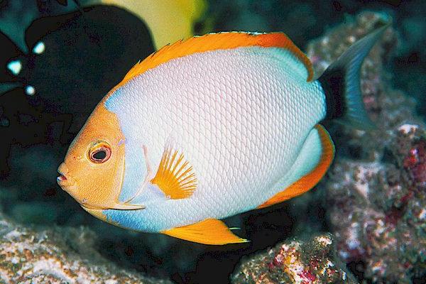  p>白神仙鱼,genicanthus personatus, a target="_blank" href="