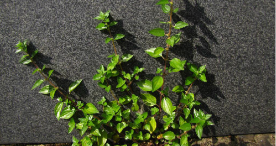 parietaria micrantha ledeb