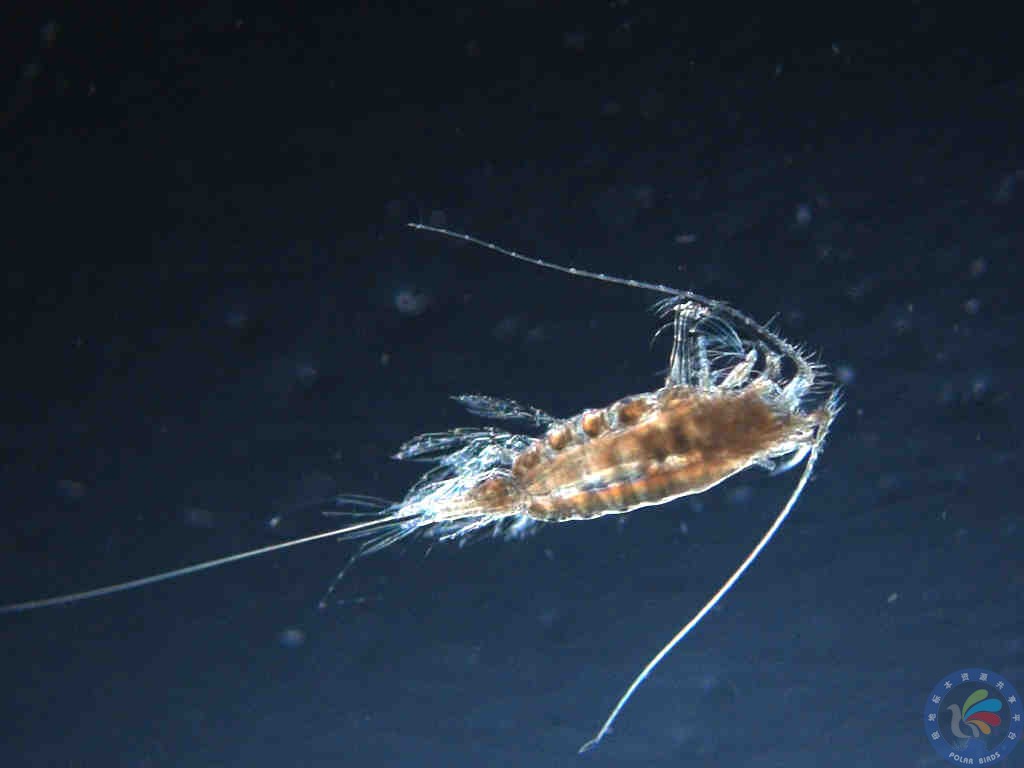 data-lemmaid="7846456">镖水蚤科 /a>,蒙镖水蚤属的动物,是中国的特