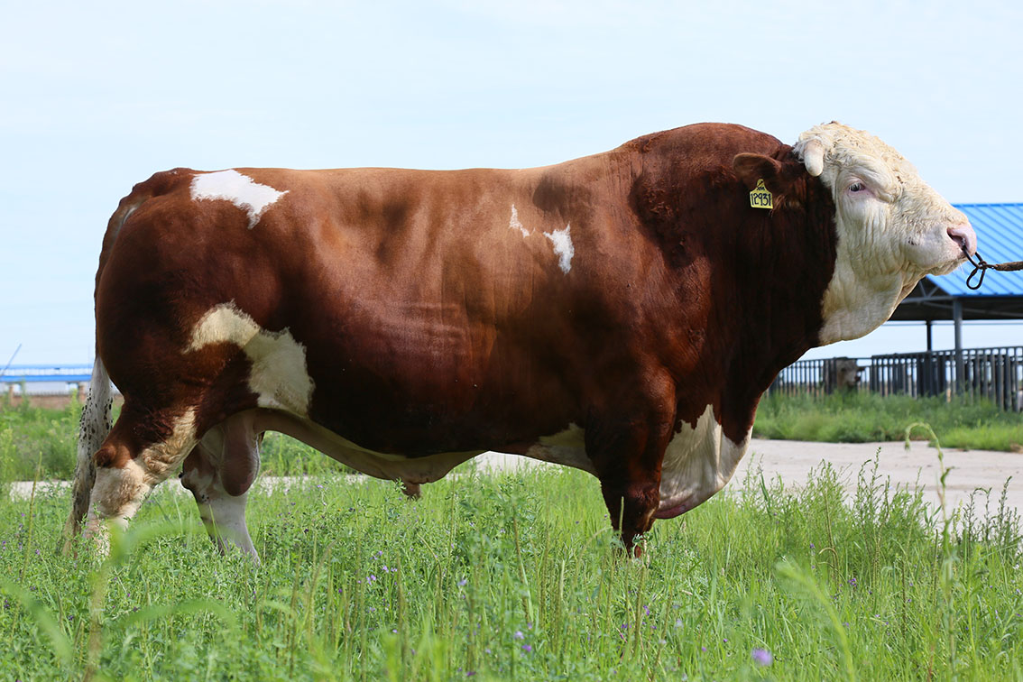 种公牛 (农学 名词)