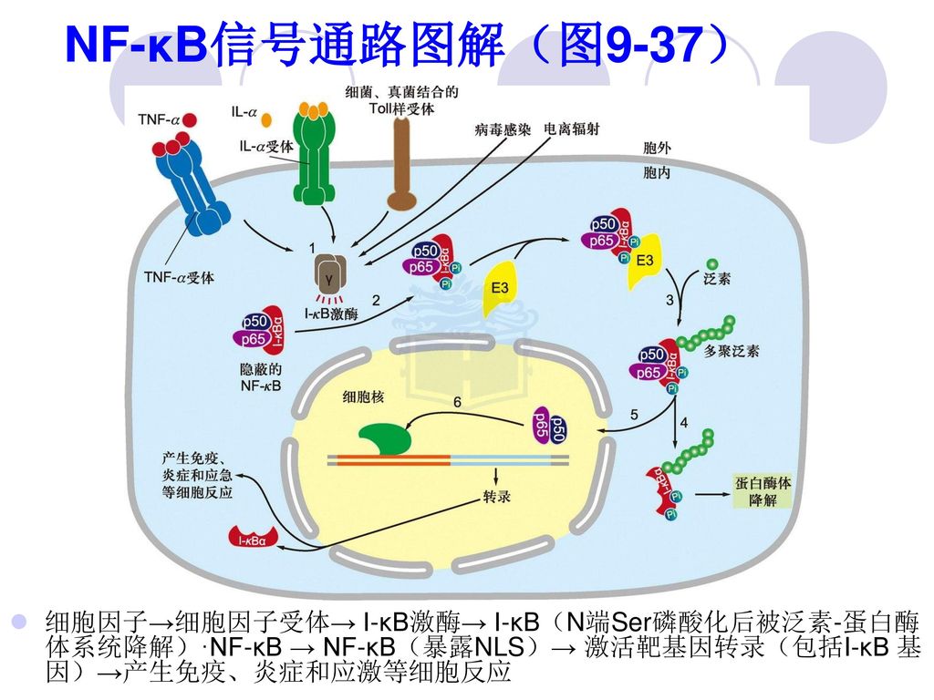 nf-kb信号通路