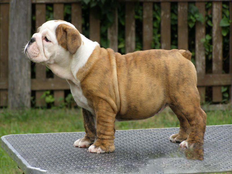 老式英国斗牛犬