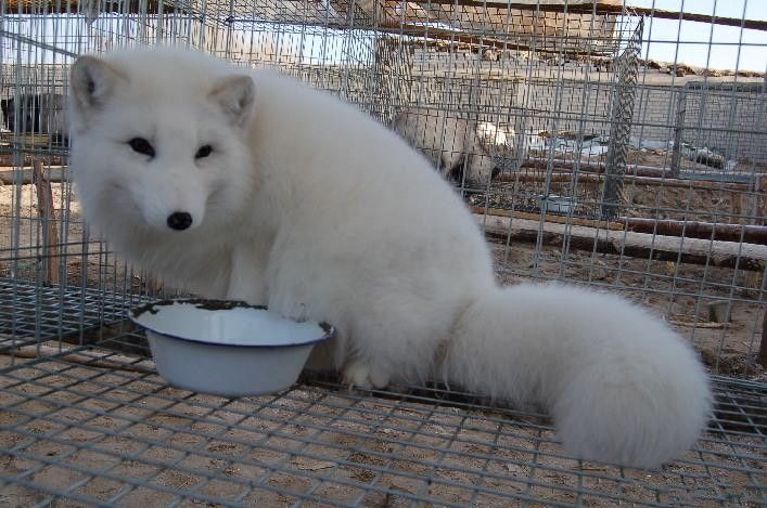  p data-id="gn83v0yngs">蓝狐,blue fox,又名北极狐,原产地 a target