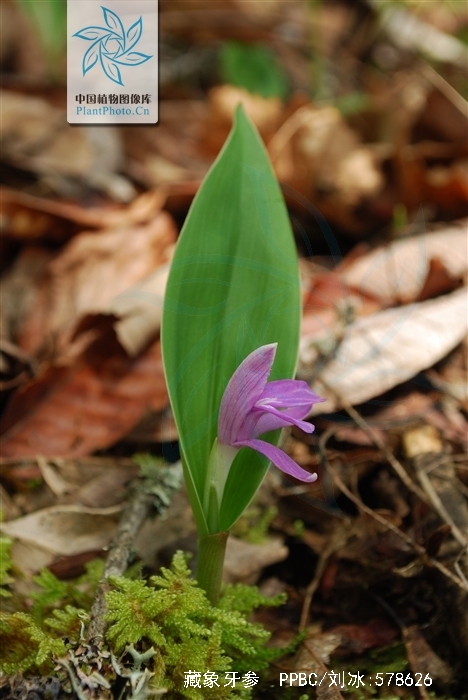 roscoea tibetica bat.