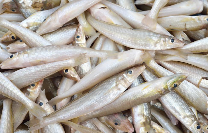  p>胡瓜鱼(学名: i>osmerus mordax&nbsp;(mitchill) /i>),为 a