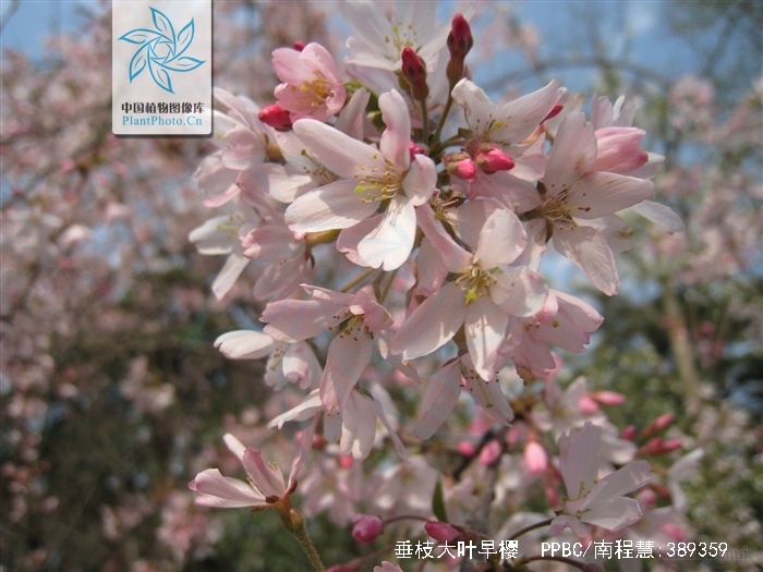  p>垂枝大叶早樱(学名: i>cerasus subhirtella /i> (miq.) sok. var.