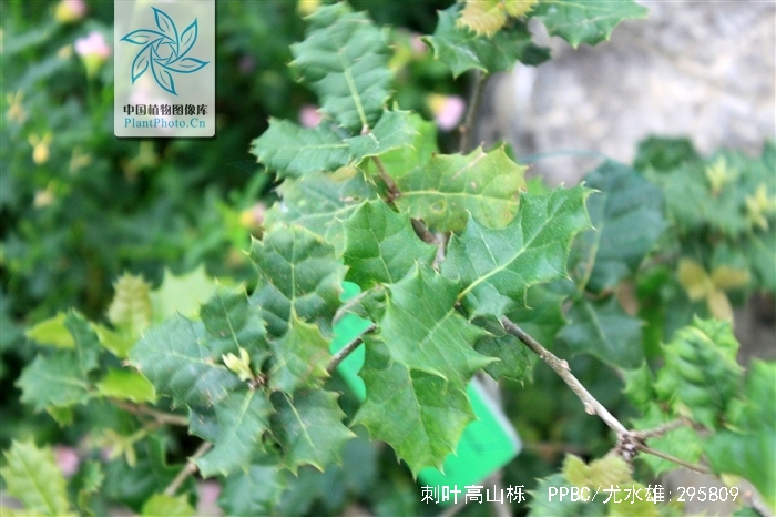 刺叶高山栎