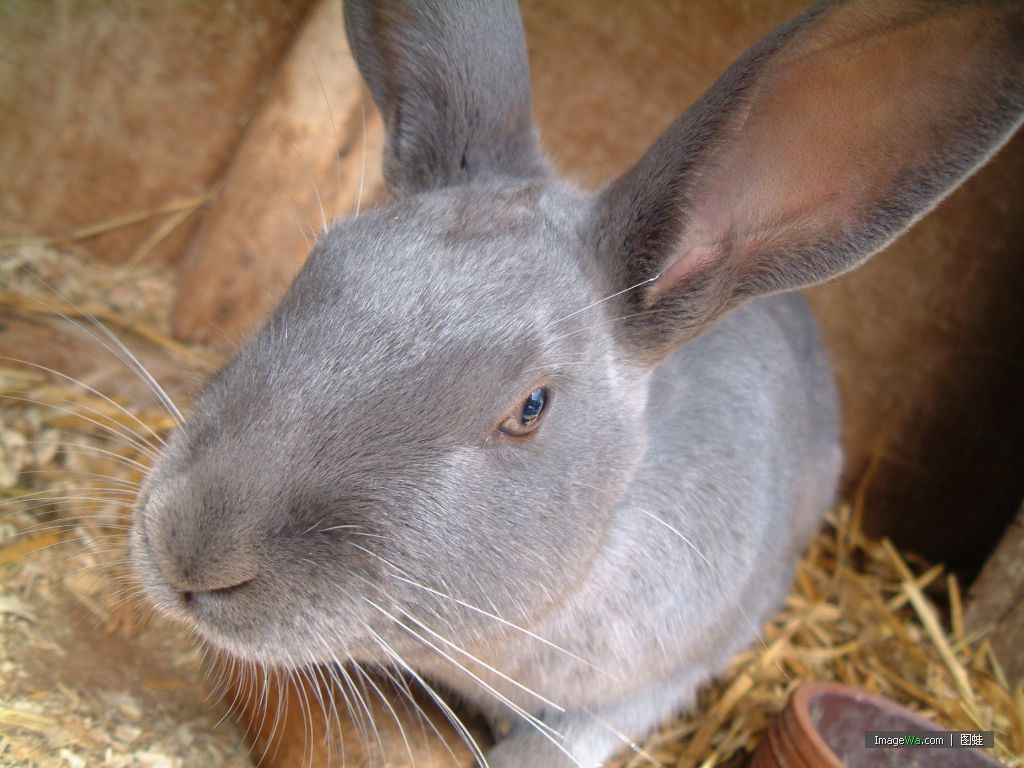 荷兰侏儒兔