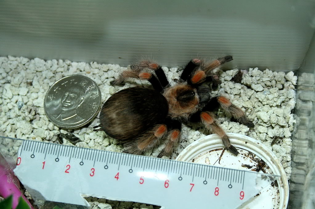 墨西哥巨人红膝头