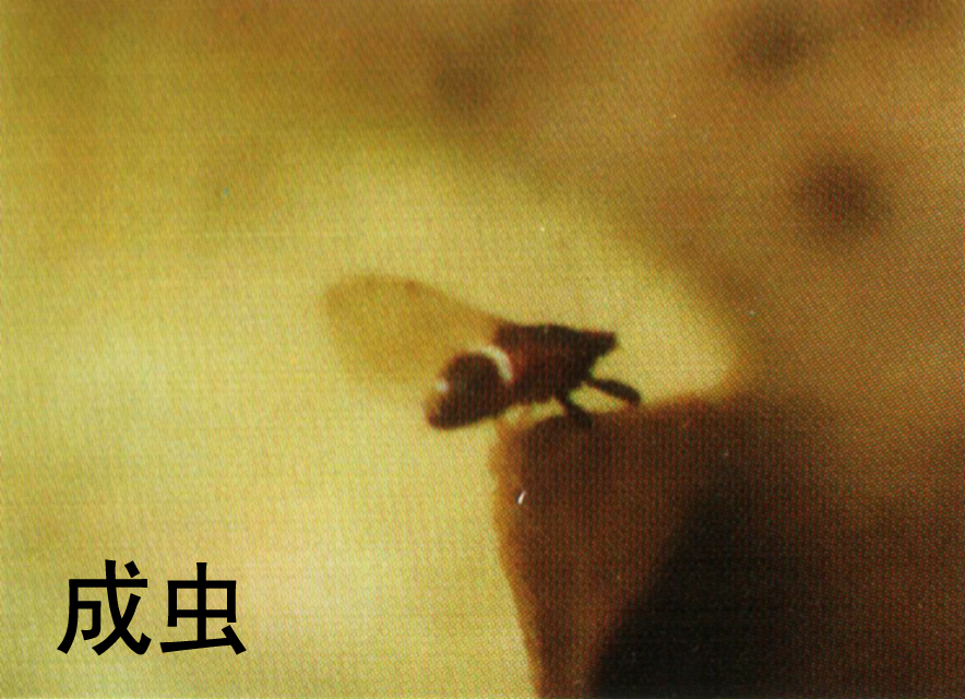  p>昆虫名,属半翅目,木虱科.