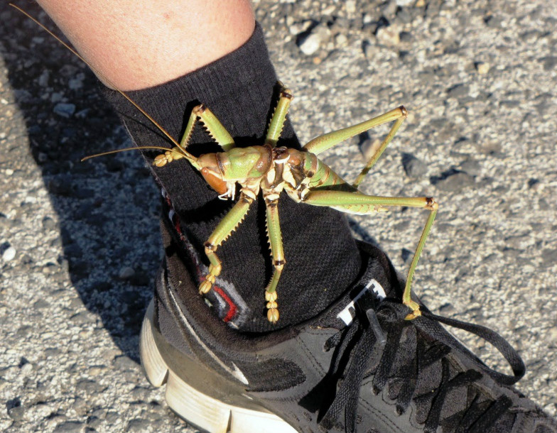  p data-id="gnwipbx5ac">saga ephippigera,欧洲大陆巨型肉食性螽斯.