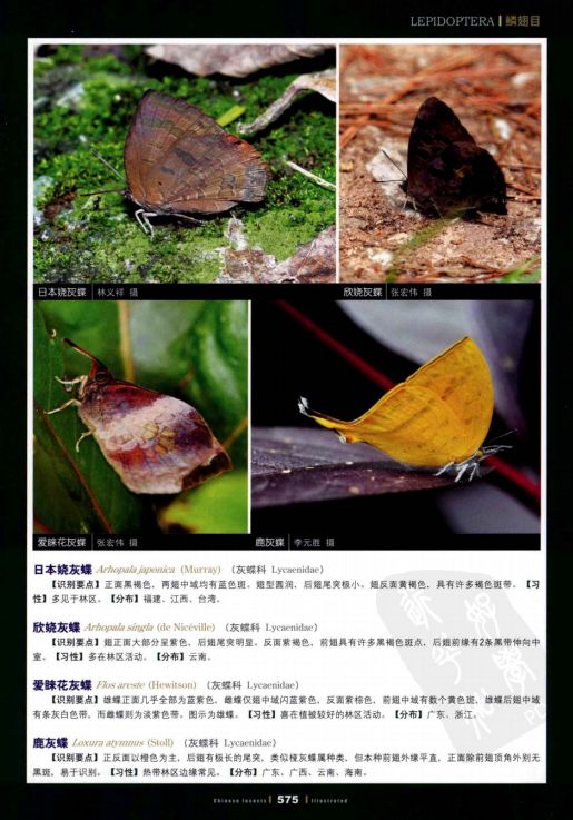  p>《中国昆虫生态大图鉴》是由 a target="_blank" href="/item/重庆