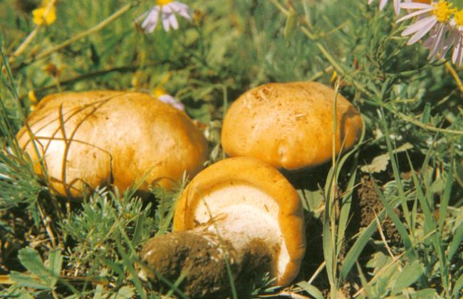  p>香杏丽蘑又称虎皮香杏,黄皮口蘑,香杏蘑.