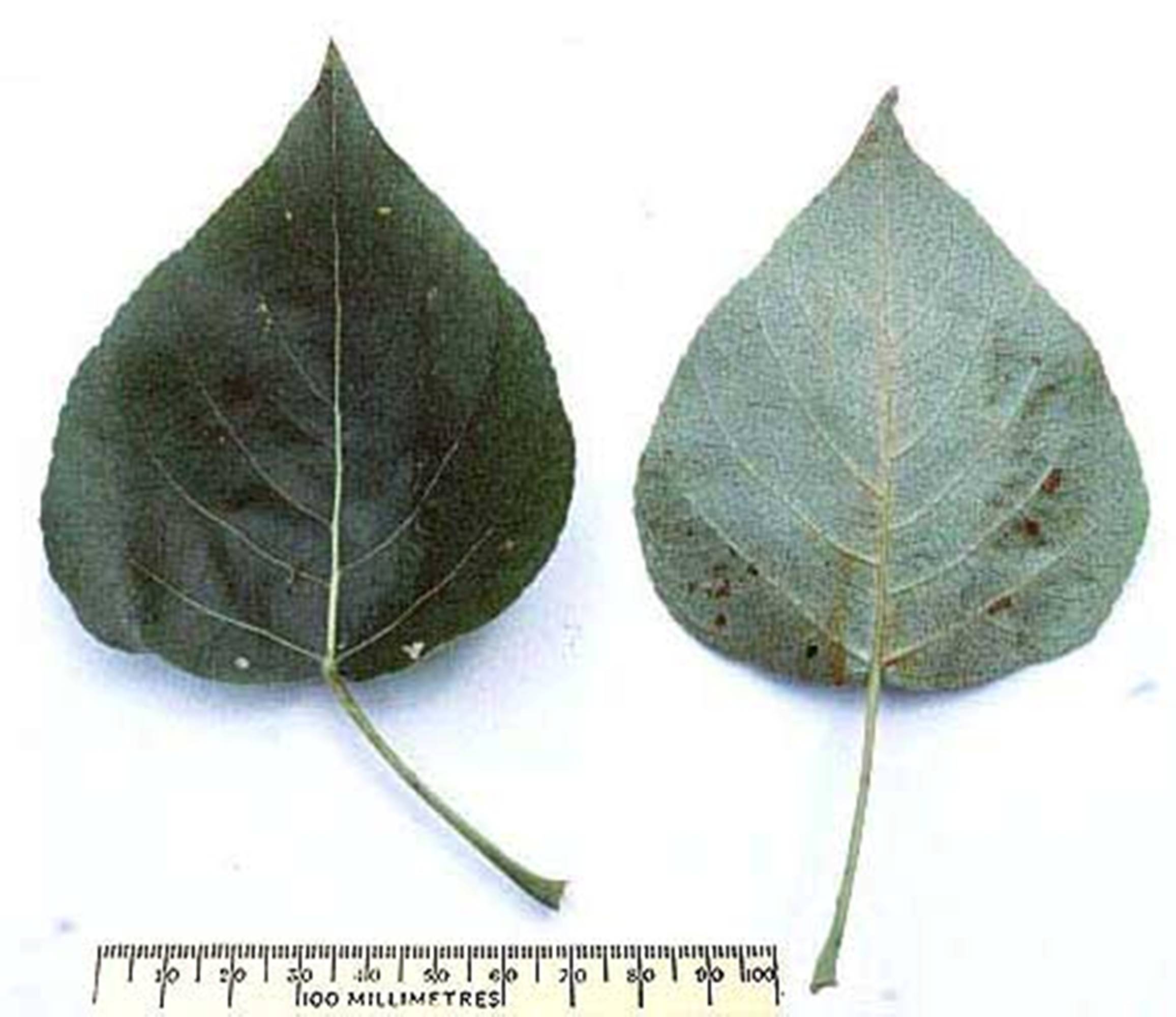  p>青杨叶锈病又叫落叶松杨锈病,是杨树锈病中分布最广,寄主种类最多