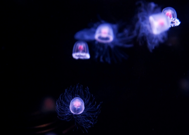  p>灯塔水母(学名: i>turritopsis nutricula /i>):是一种小型 a