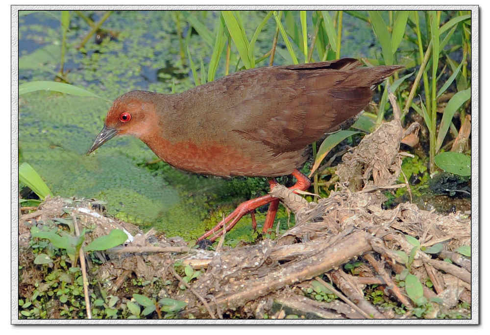  p>红胸田鸡(学名: i>porzana fusca /i>)是鹤形目秧鸡科的鸟类,共有4